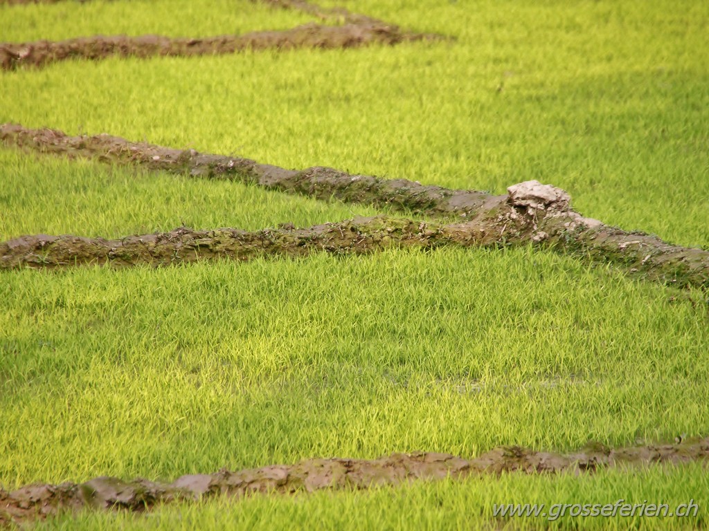 Bangladesh, Bagerhat, Rice Field