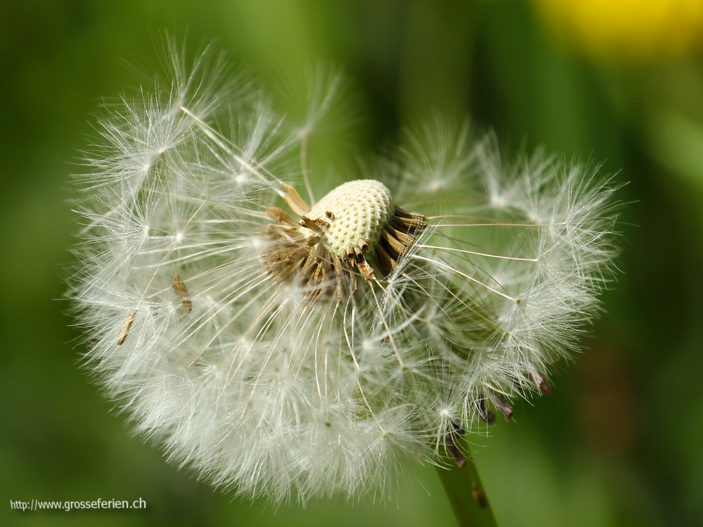Belgium, Flower