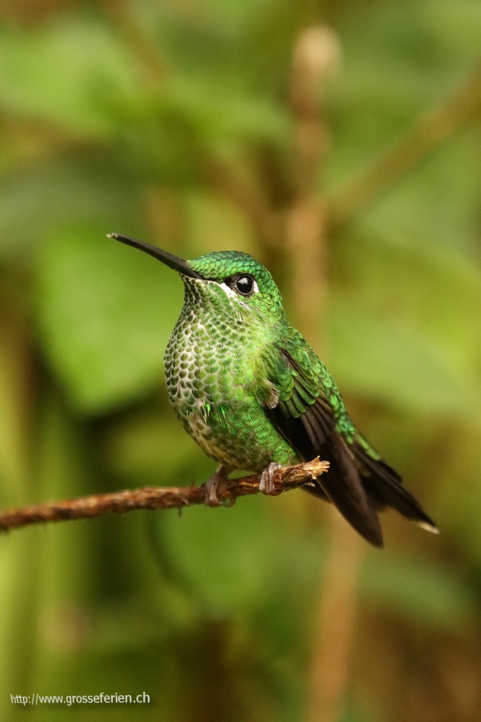 Costa Rica, Cachi, Hummingbird