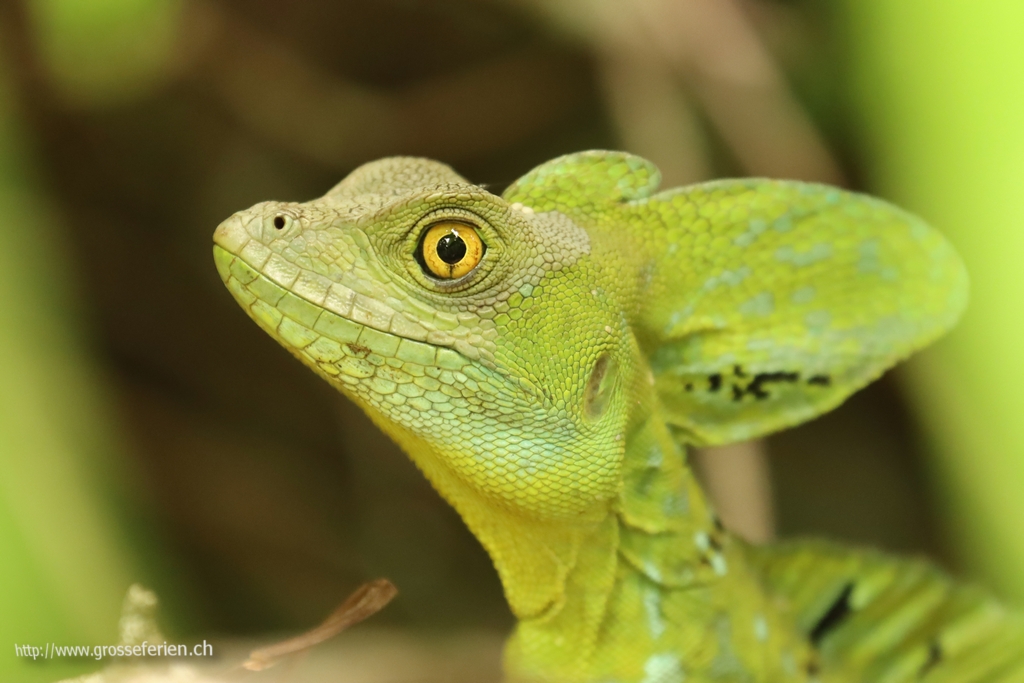 Costa Rica, Cahuita, Lizzard