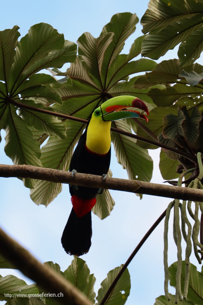Costa Rica, Monte_Verde, Snake
