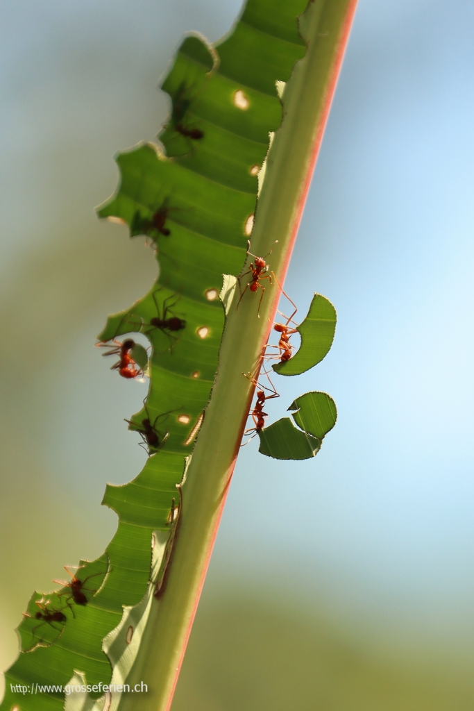 Costa Rica, Manuel Antonio, Ants