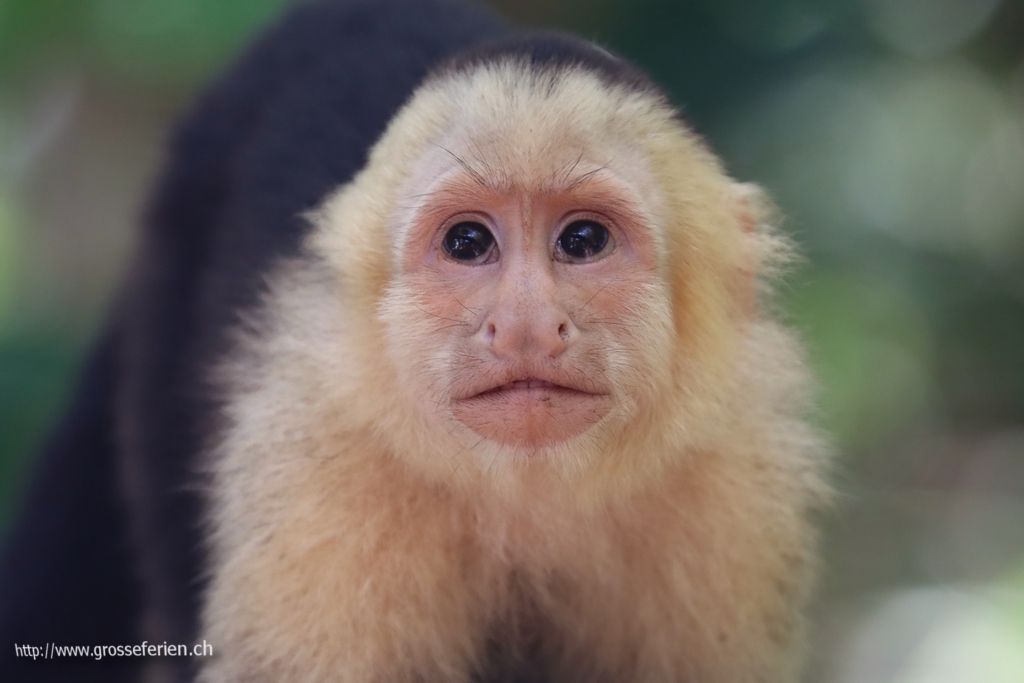 Costa Rica, Manuel Antonio, Monkey