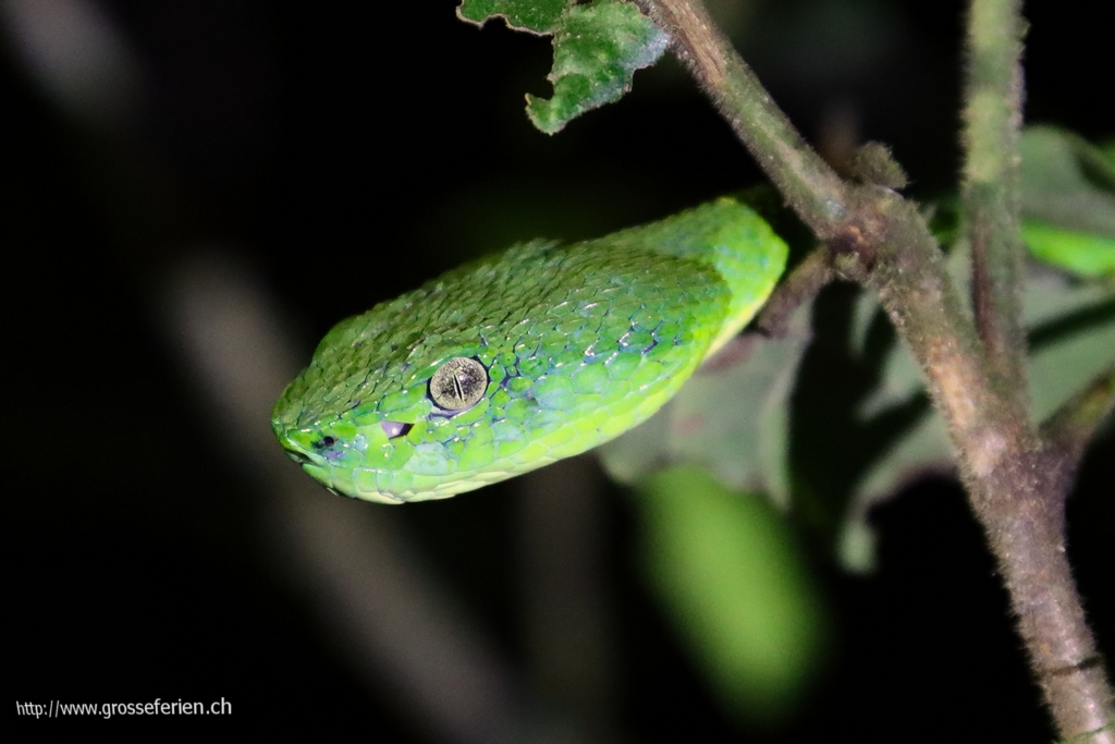 Costa Rica, Monte Verde, Snak