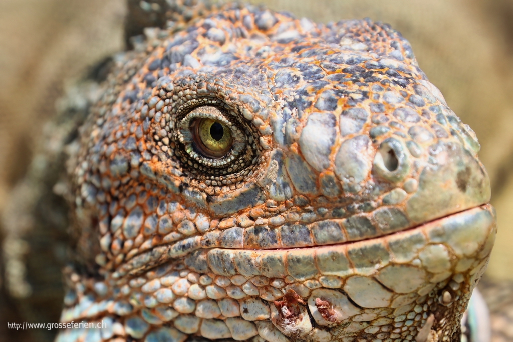 Costa Rica, San Jose, Iguana
