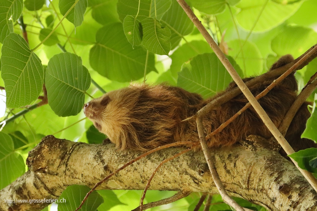 Costa Rica, San Jose, Sloth