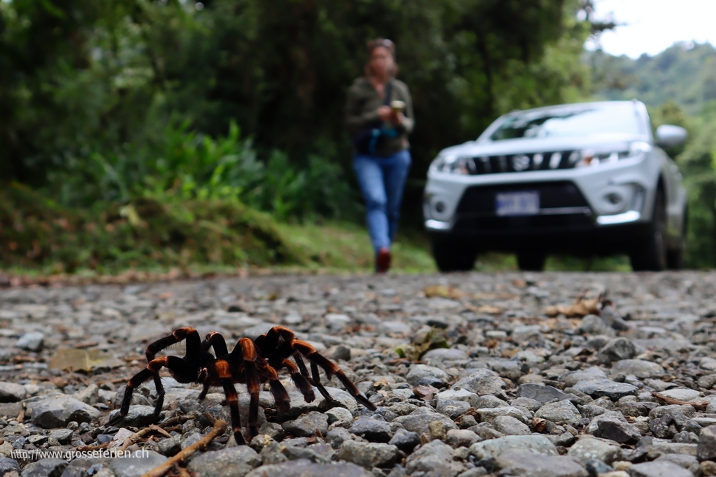 Costa Rica, Tapanti, Spider