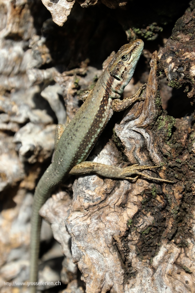 Cyprus, Choirokoitia, Gekko