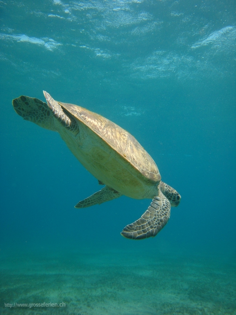 Egypt, Marsa Alam, Turtle