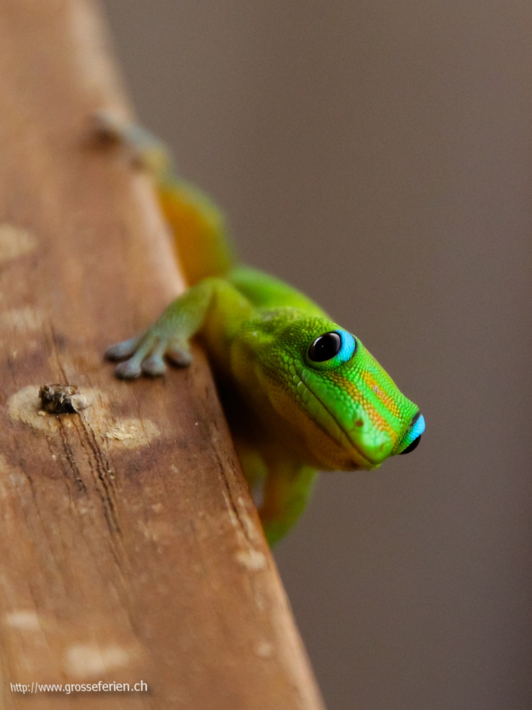 Hawaii, Big Island, Gecko Hawaii, Big Island, Gecko