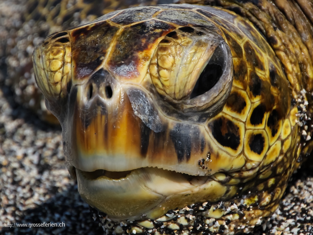 Hawaii, Big Island, Turtle Hawaii, Big Island, Turtle