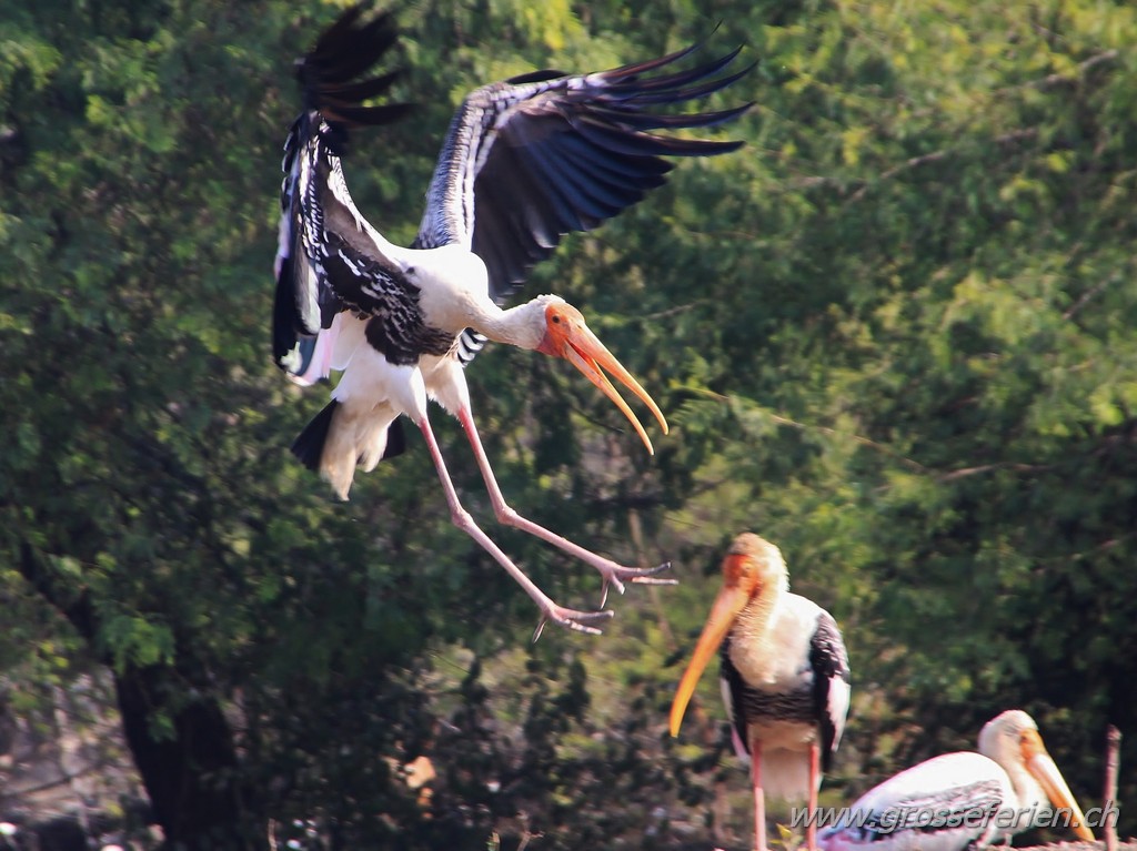 India, Kaladeo National Park, Stork