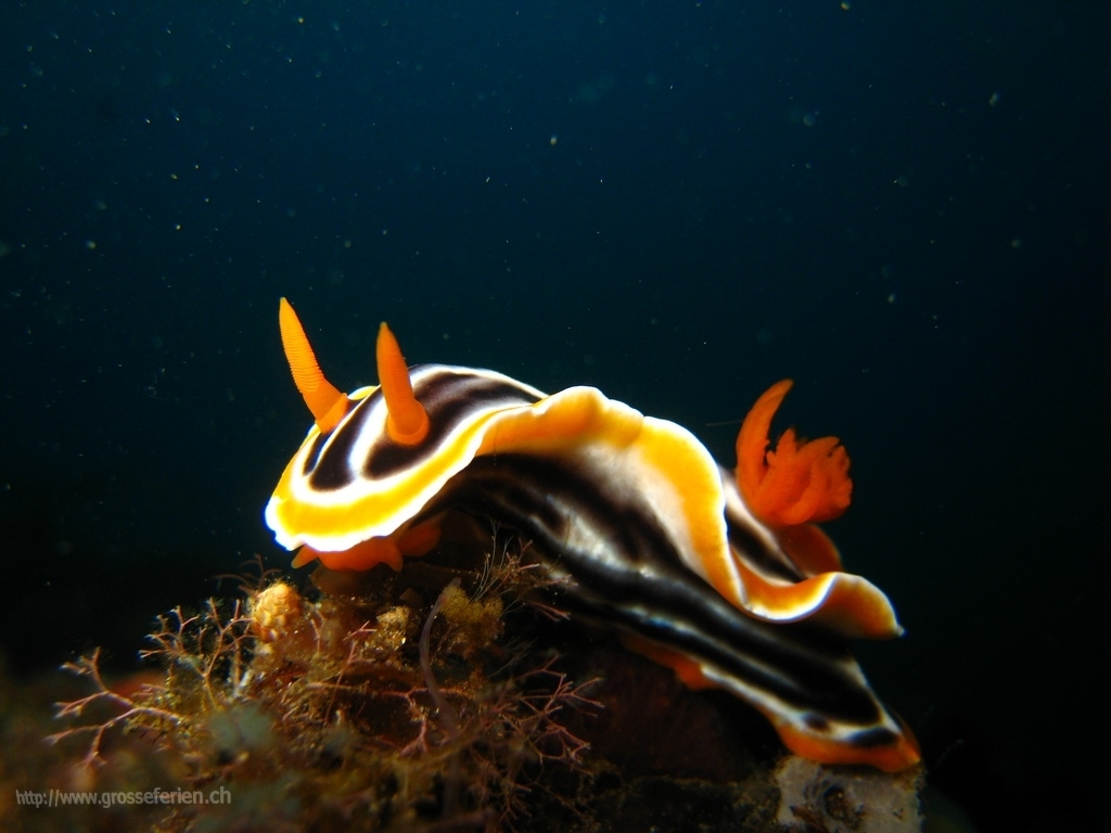 Indonesia, Bunaken, Nudi Branch Indonesia, Bunaken, Nudi Branch