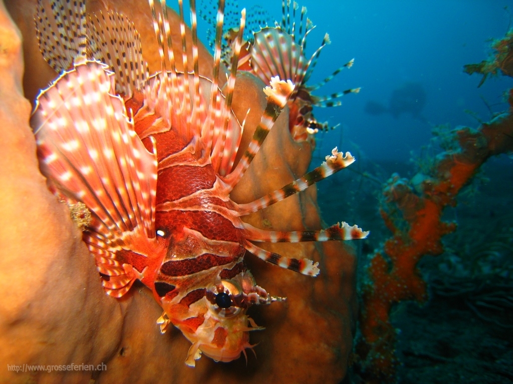 Indonesia, Lembeh, Fish Indonesia, Lembeh, Fish