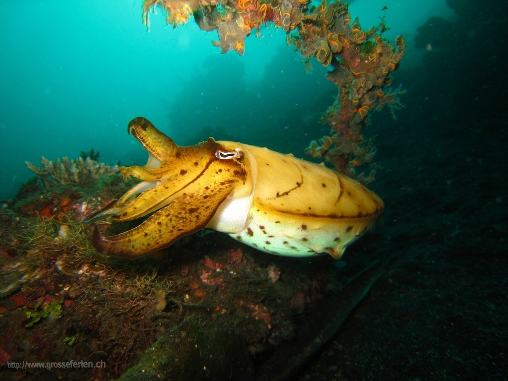 Indonesia, Lembeh, Squid Indonesia, Lembeh, Squid
