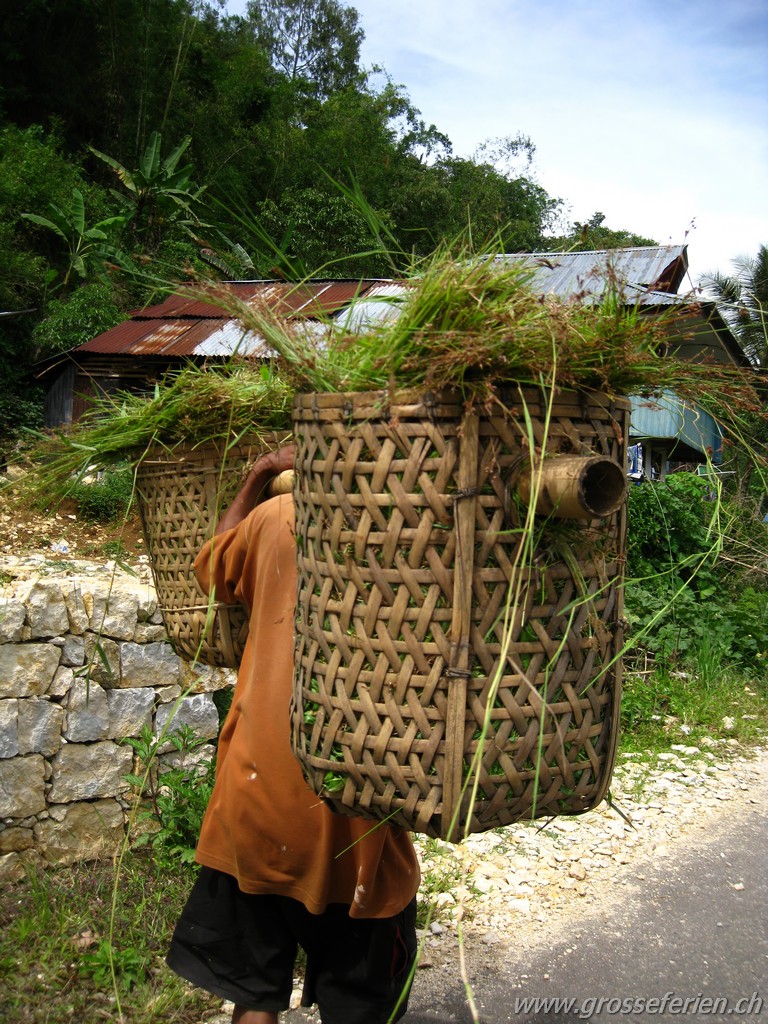 Indonesia, Sulawesi, Rantepao, Farmer