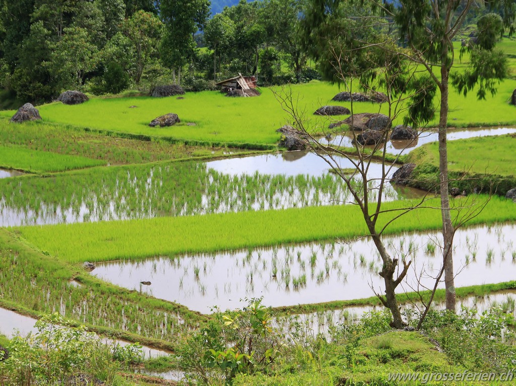 Indonesia, Sulawesi, Rantepao, Rice Paddies
