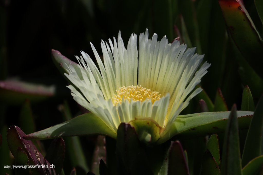 Israel, Caesarea, Flower Israel, Caesarea, Flower