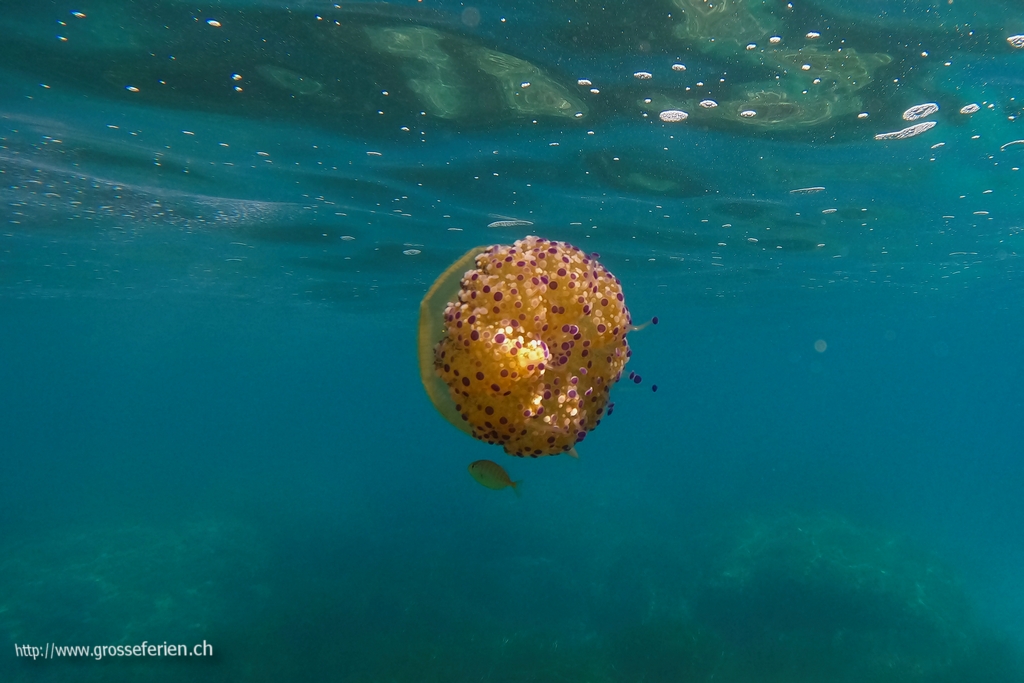Italy, Costarainera, Yelly fish