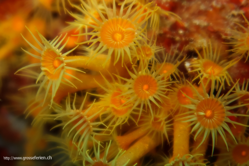 Italy, Elba, Morcone, Coral Italy, Elba, Morcone, Coral