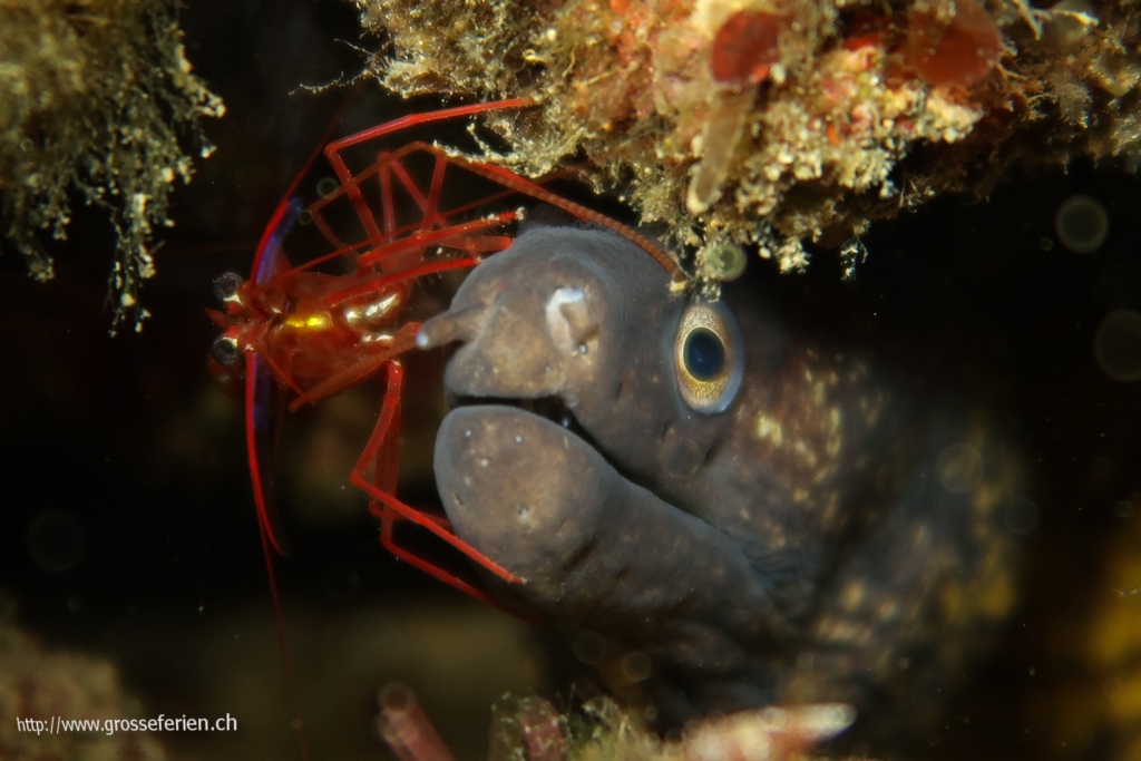 Italy, Elba, Morcone, Moray Eel and Crab Italy, Elba, Morcone, Moray Eel and Crab