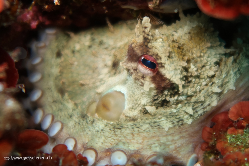 Italy, Elba, Morcone, Octopus Italy, Elba, Morcone, Octopus