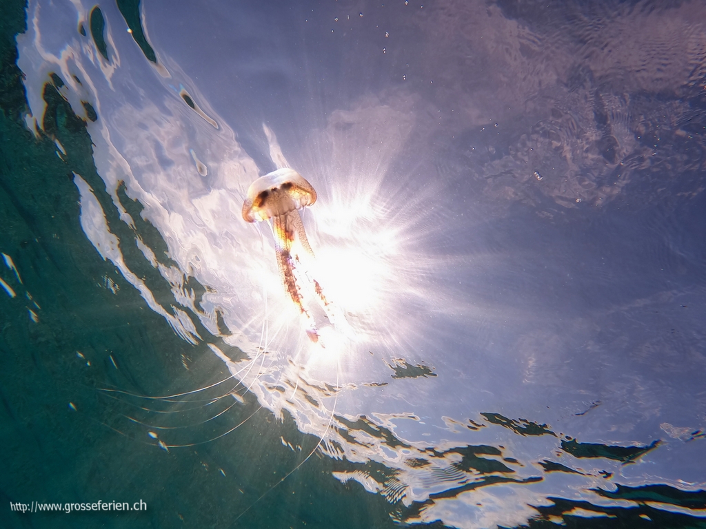 Italy, Sardegna, Jelly Fish
