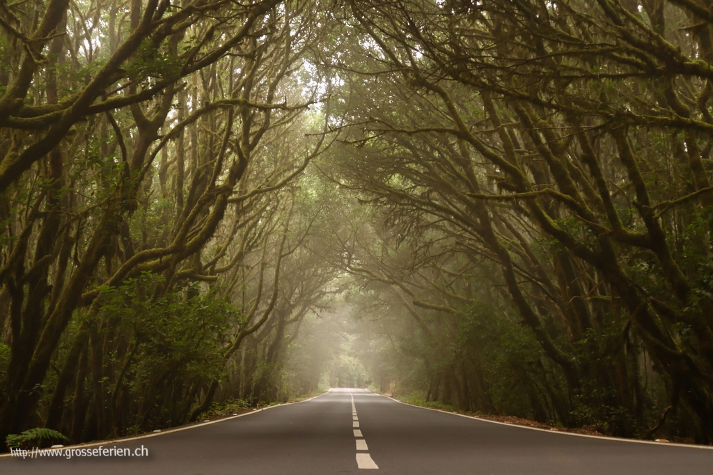La Gomera, Garajonay National Park, Street La Gomera, Garajonay National Park, Street