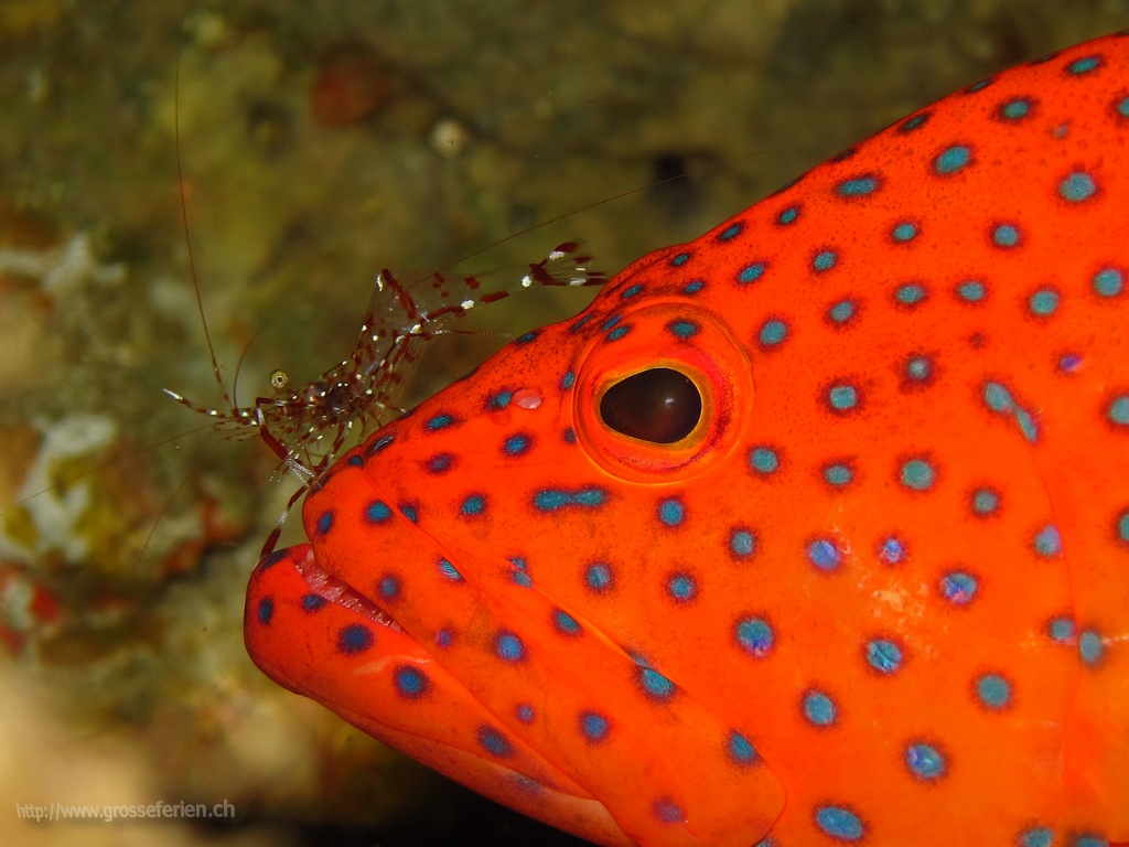  Maldives, Nautilus, Fish red