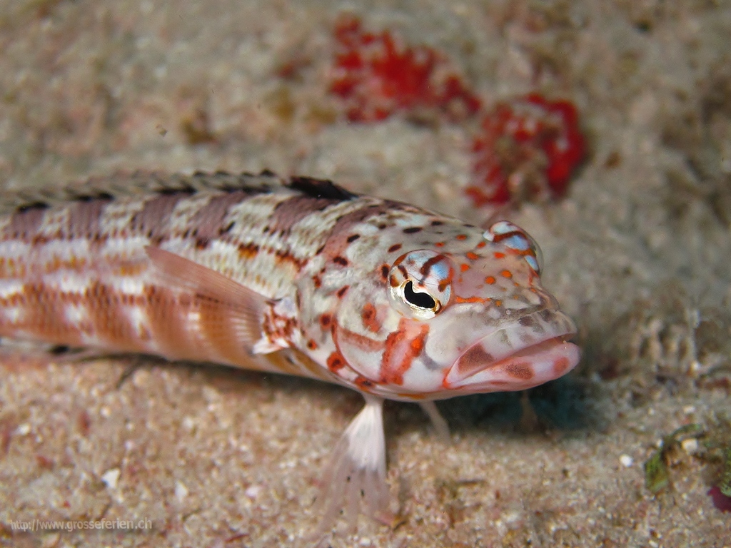  Maldives, Nautilus, Fish white