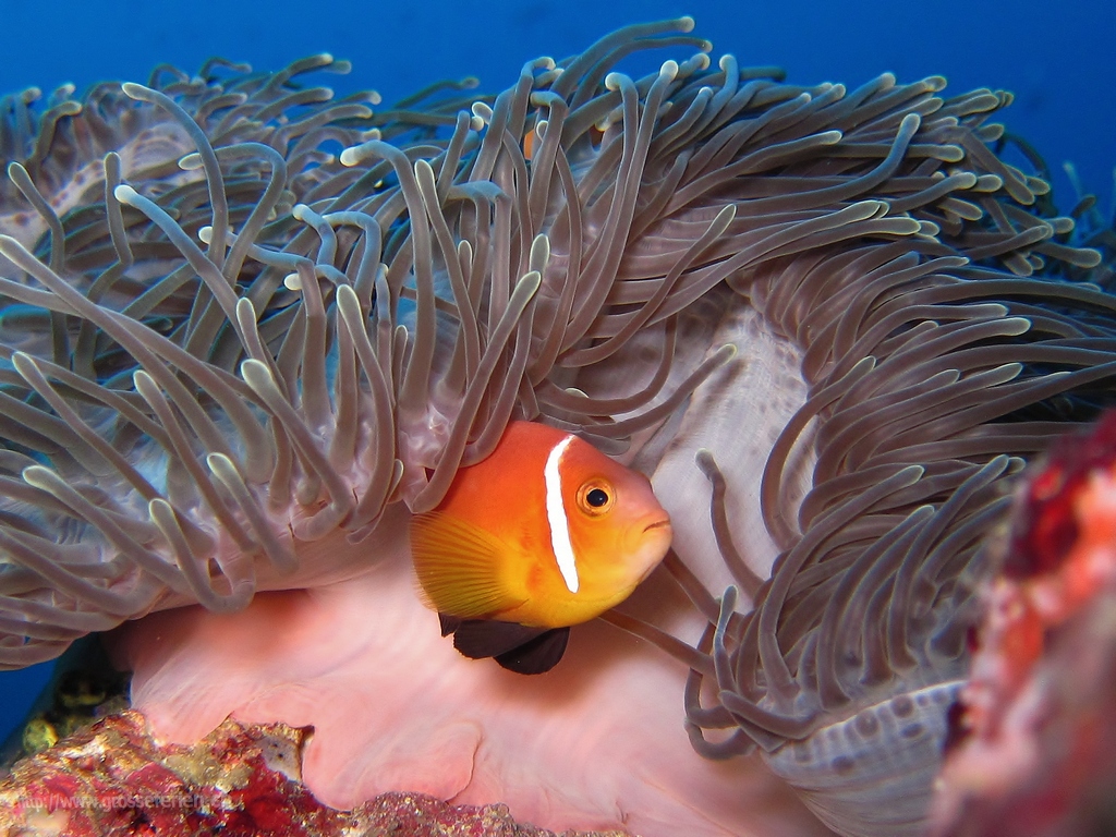  Maldives, Nautilus, Nemo