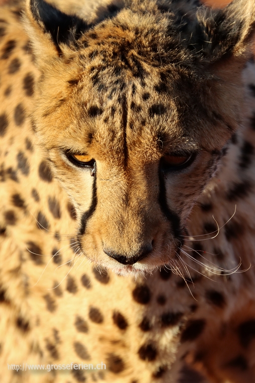 Namibia, Bagatelle, Cheeta