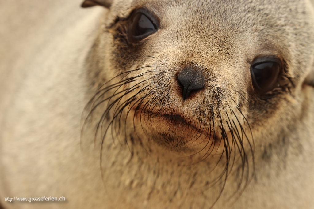 Namibia, Cape Cross, Seal