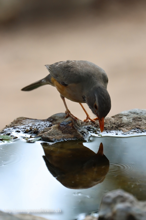 Namibia, Divundu, Bird