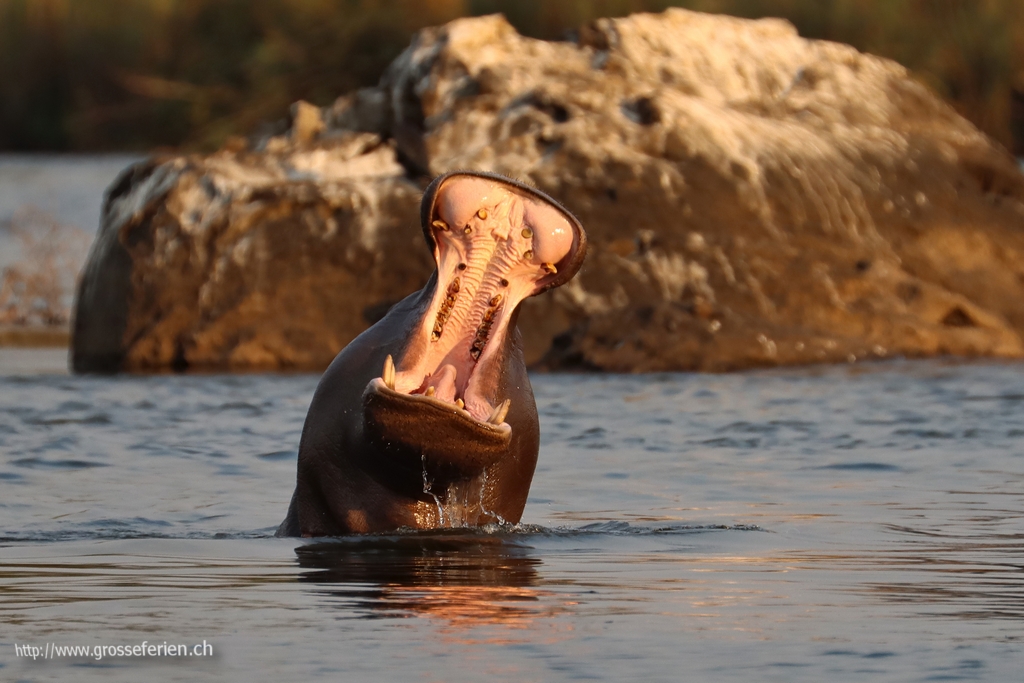 Namibia, Divundu, Hippo