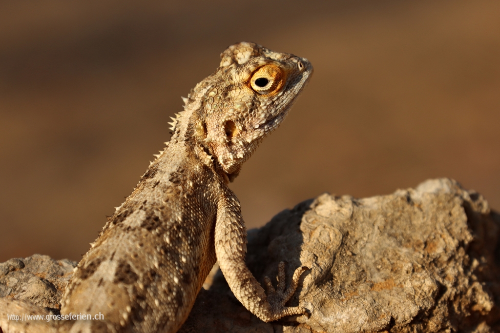 Namibia, Etosha, Gekko