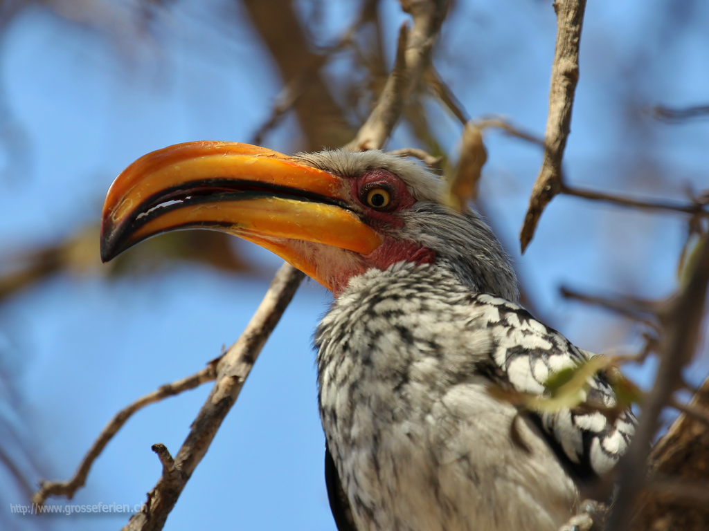  Namibia, Ethosha, Bird