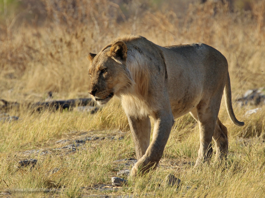  Namibia, Ethosha, Lion