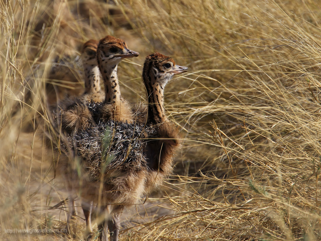  Namibia, Ethosha, Ostrich