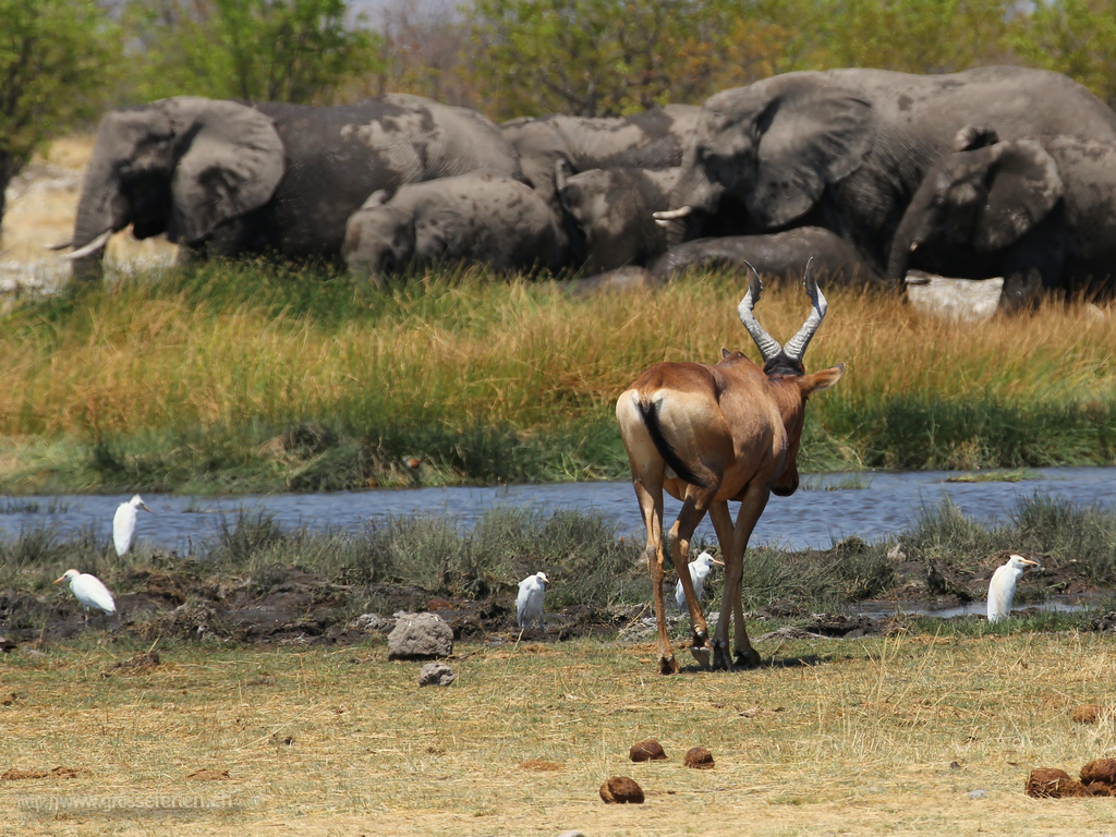  Namibia, Ethosha, Springbock