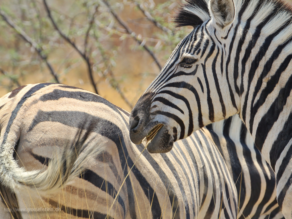  Namibia, Ethosha, Zebra