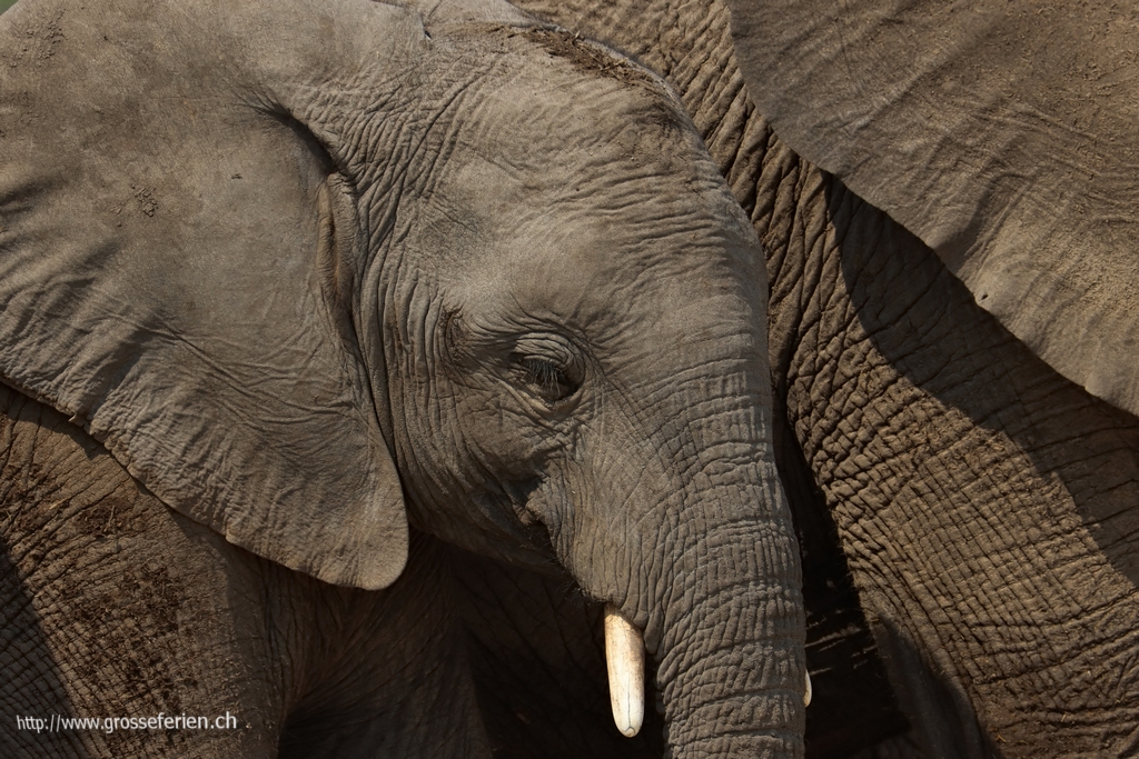 Namibia, Etosha, Elephant