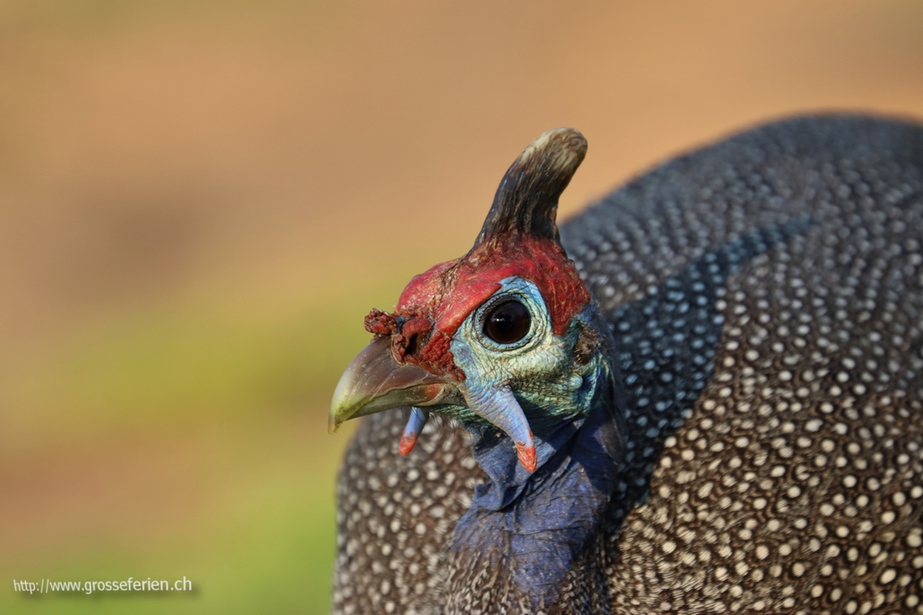 Namibia, Etosha, Guinea Fowl
