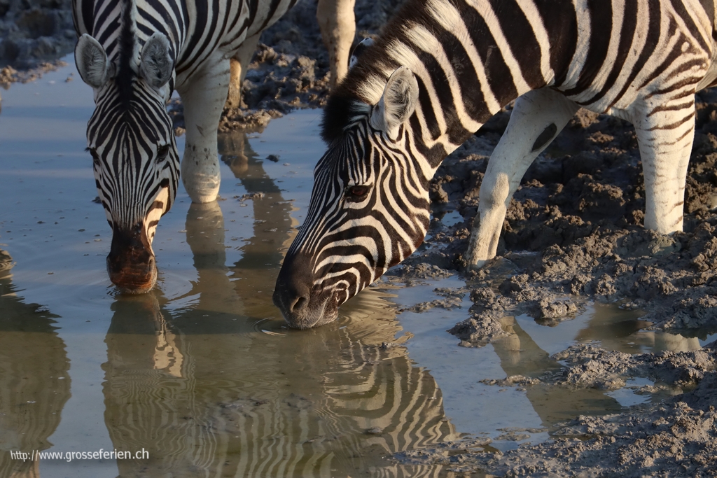 Namibia, Etosha, Zebra