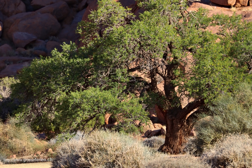 Namibia, Koiimasis, Tree