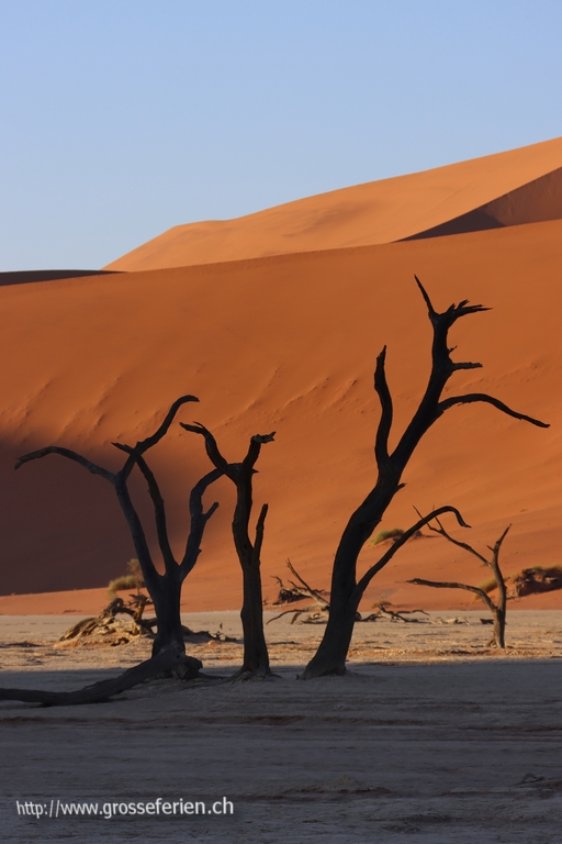 Namibia, Sesriem, Deadveli Tree