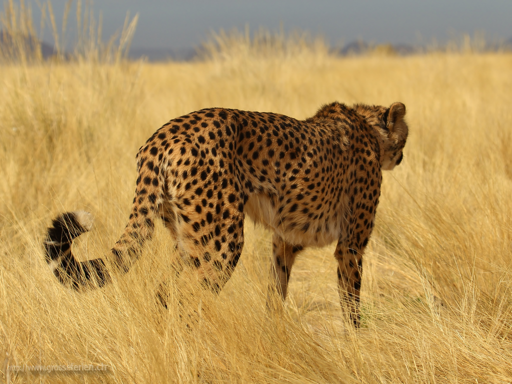  Namibia, Solitaire, Cheetah