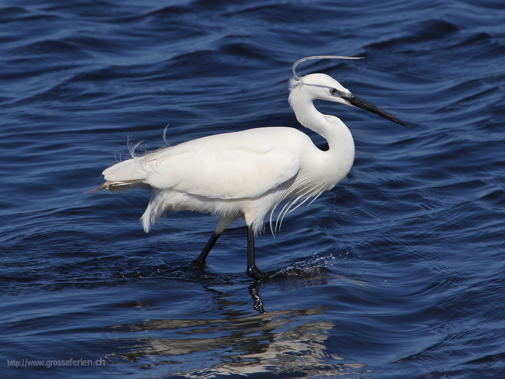 Namibia, Walvis Bay, Bird