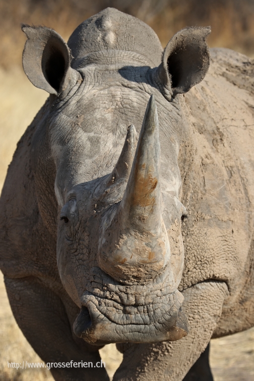 Namibia, Waterberg, Rhino