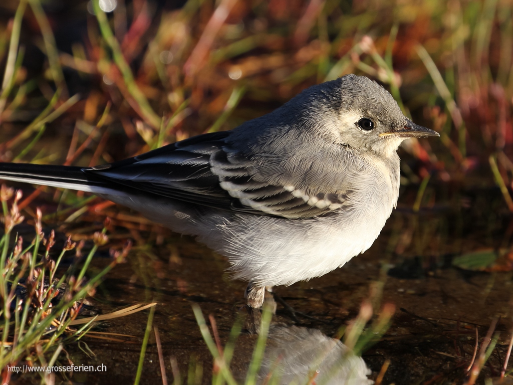 Norway, Preikenstollen, Sparrow